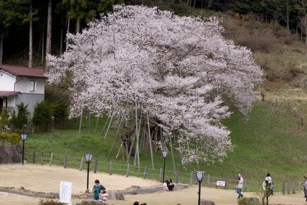 【名古屋発】飛騨さくら 桜×歴史×絶景 白川郷&奇跡の桜めぐり 春の絶景満喫ツアー1